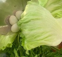 Lettuce
