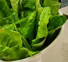 Oilseed lettuce