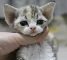 Devon Rex Cat