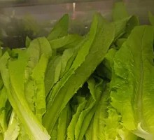 Oilseed lettuce