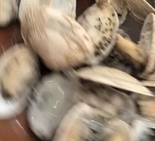 Clam