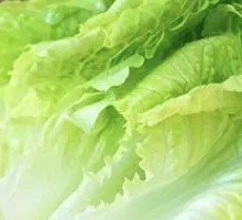 Romaine lettuce
