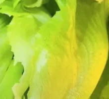 Romaine Lettuce