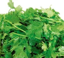 Cilantro