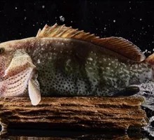Deep-Sea Grouper