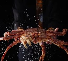 Alaska King Crab