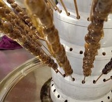 Walnut Candy Pops