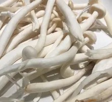 Seafood Mushroom