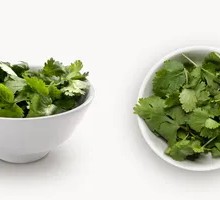 Cilantro