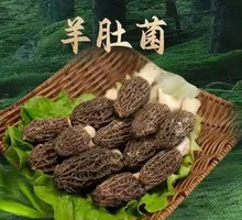 Morel Mushroom