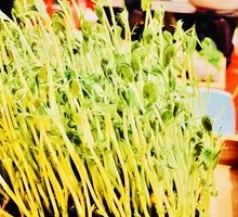 Pea Shoots