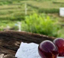 Plum from the Tree