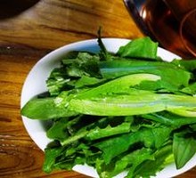 Oilseed lettuce