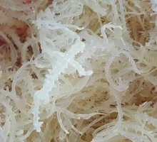 Gelidium seaweed