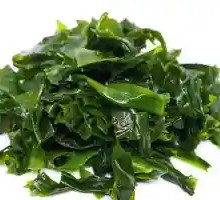 Fresh Tender Kelp Sprouts