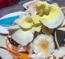 Golden Mushroom