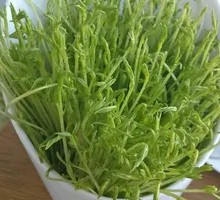 Pine Shoots