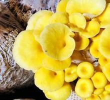 Cave Golden Mushroom