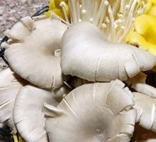 Cave Mushroom