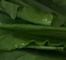Oilseed lettuce