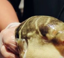 River Puffer Fish