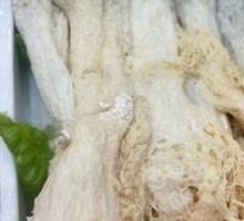 Bamboo Mushroom Shrimp Balls