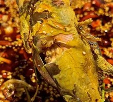 Fresh Yellow Catfish by Weight