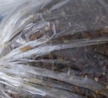 Sesame Gold Threads