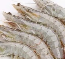 Sea White Shrimp