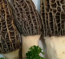Morel Mushroom