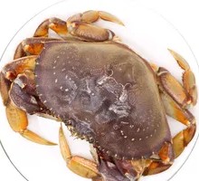 Lobster