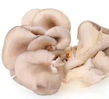 Enoki Mushroom