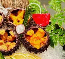 Live Sea Urchin