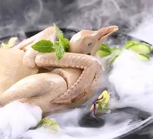 Salted Water Torn Pigeon
