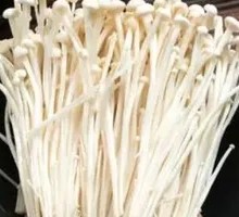 Enoki Mushroom