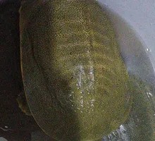 Fresh Turtle