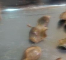 Duck gizzard