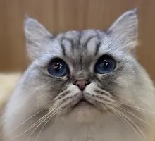 Sweet Heart