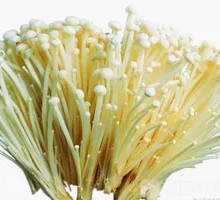 Enoki Mushroom
