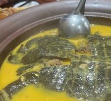 Golden Soup Softshell Turtle