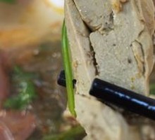 Duck Liver