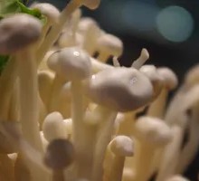 Yellow Enoki Mushrooms