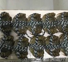 Premium Female Crab
