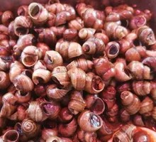 Braised Snails