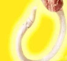 牛鞭汤