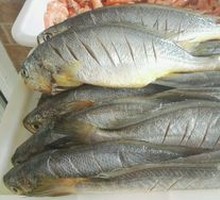 Yellow Croaker