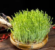 Fresh Bean Sprouts