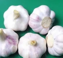 Delicious Garlic