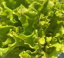 Lettuce