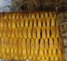 Grilled Corn